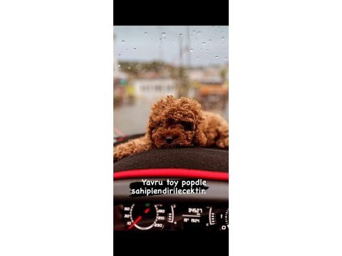 Toy poodle yavrusu