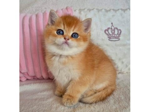 Muhteşem golden british shorthair
