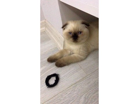 Sevgi dolu bir aileye scottish fold