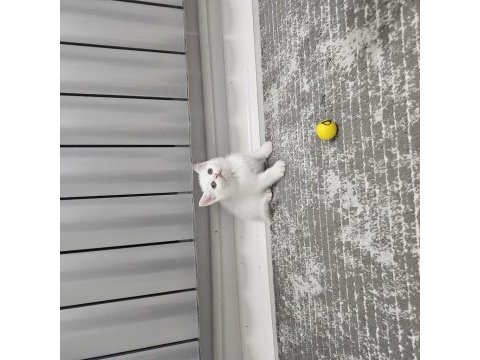 Aile sıcaklığında büyüyen scottish fold british yavrular