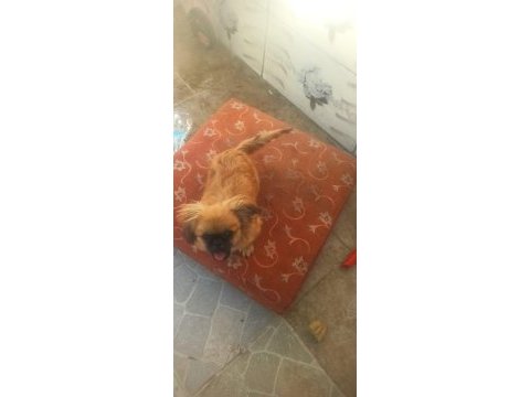 Minik afacan shih tzu yavrumuz