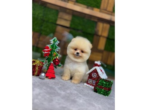 Pomeranian boo teacup