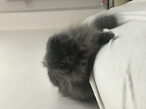 Scottish fold longhair sahiplendirme ilanı