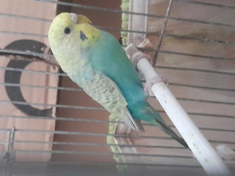 Rainbow muhabbet kuşu sağlıklı kuşlar