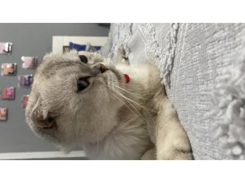 Scottish fold kedisi