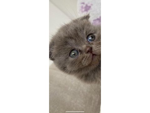 50 günlük eğitimleri tam scottish fold bebekler