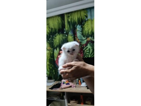 Anne baba saf kan aşılı kedimiz