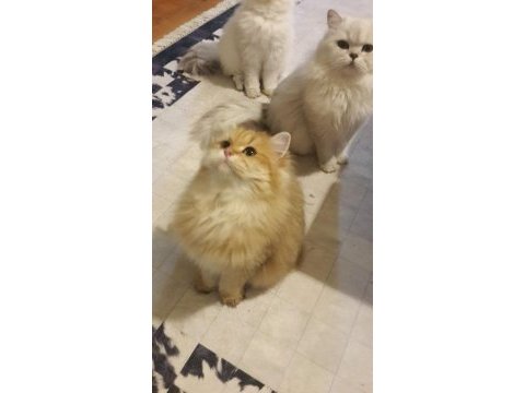 Golden longhair
