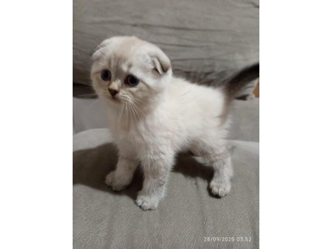 Pamuk şeker kediler yeni ailelerini bekliyor