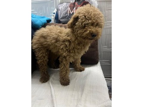 5 aylık dişi poodle