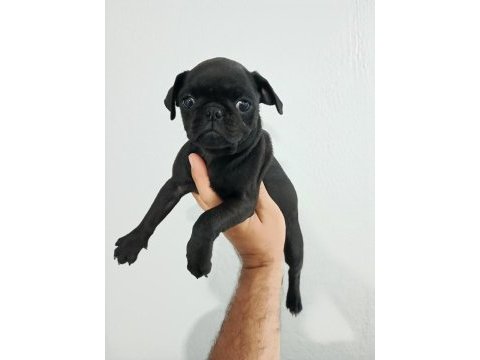 Pug mops minikler