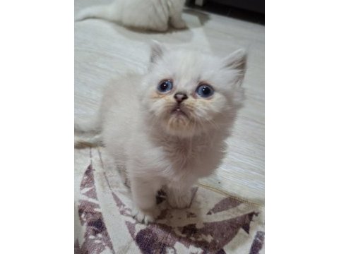 Tatlı gofret british longhair yuvasında