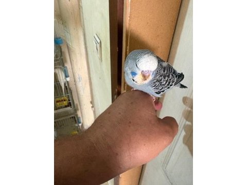 25, 26 ve 27 günlük kusursuz 3 erkek jumbo bebek muhabbet