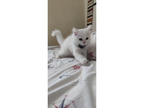 2 aylık british longhair gayet sağlıklı sorunsuz