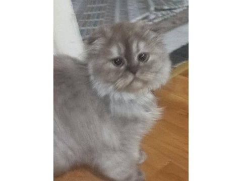 10 aylık sağlıklı scottish fold kedimiz