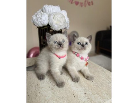 British shorthair bluepoint yavrular