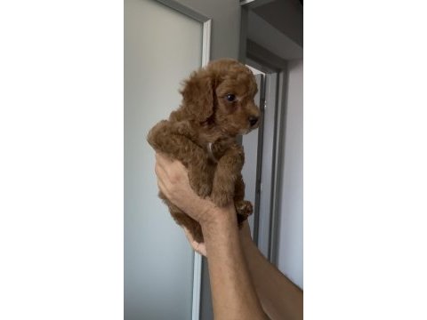 2 buçuk aylık erkek toy poodle