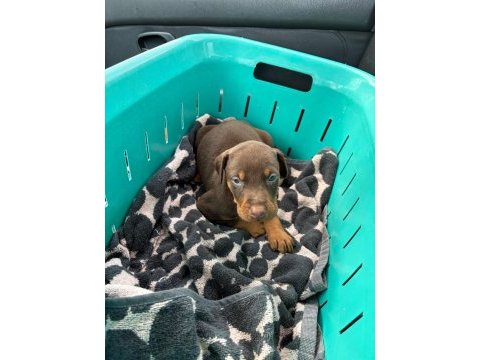 Asil ve güçlü doberman yavrular sahiplerini bekliyor