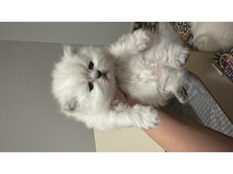 Safkan iran chinchilla bebeklerimiz