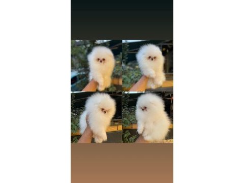 En şirin pomeranian boo yavruları