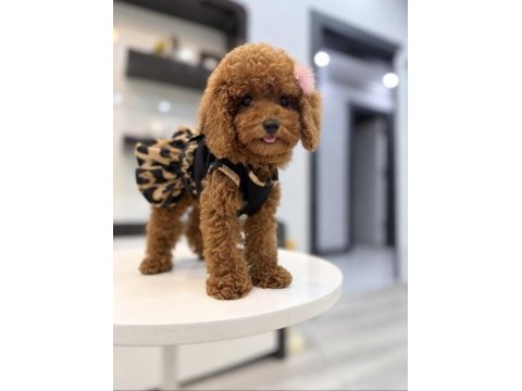 Güler yüzlü teddy face toy boy dişi poodle yavrumuz