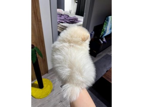 Pomeranian boo bebek