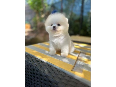 Pomeranian boo yavrumuz 2 aylık
