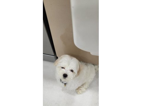 Oyuncu ve çok sevimli maltipoo cinsi yavru
