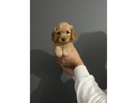 2 red 1 apricot son 3 yavru poodle