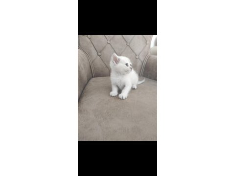 Gold point scottish fold mavi gözlü yavru