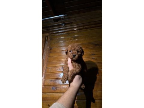 Kore toy poodle yavruları yeni yuvasına hazır