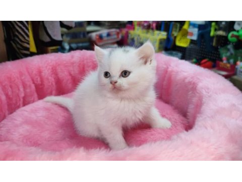 Scottish fold yavru kediler