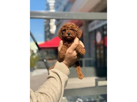 Poodle yavrular