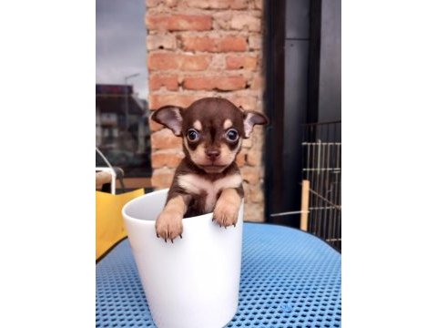 Tea cup yavru chihuahua sigara kutusu kadar