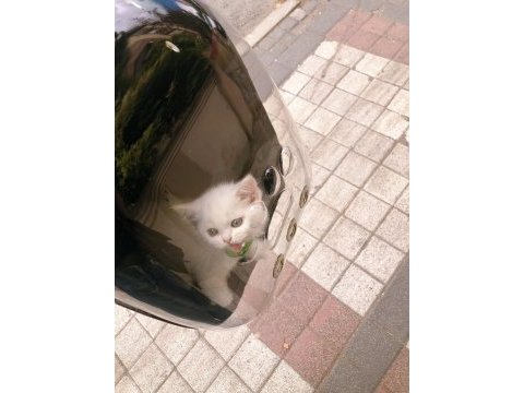 British shorthair 2 aylık dişi tuvalet eğitimi var