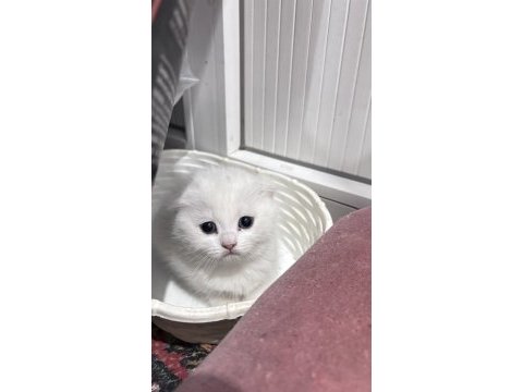 Scottish fold yavrular
