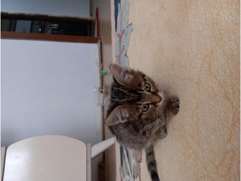 Kedimiz ücretsizdir