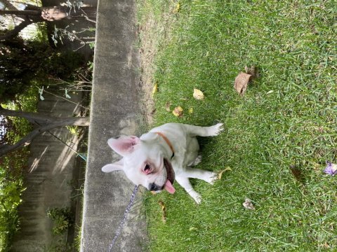 Acil yurt dışına çıkacağım için french bulldog