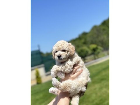 Nadir renk beyaz toy poodle
