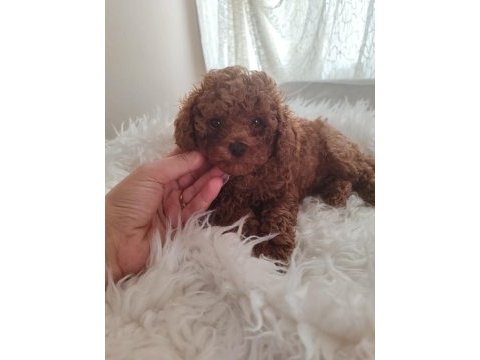 Irk ve sağlık garantili poodle