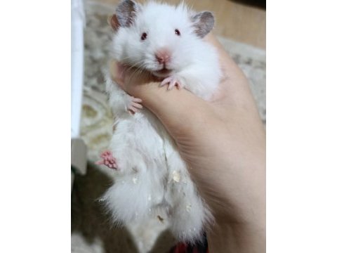 Hamsterımı sahiplendiriyorum