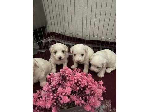 Kucuk tatlı mınık köpekler