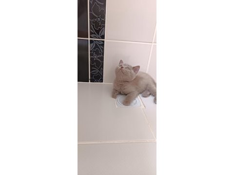 Safkan british ve scottish fold yavrular