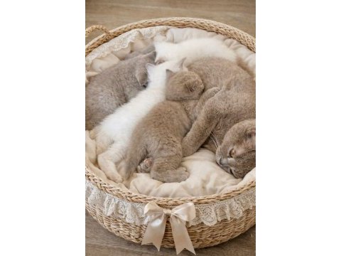 British shorthair bluepoint lilac kedi yavruları adana