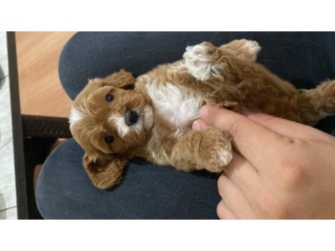 Üst kalite minik cavapoo yavrular