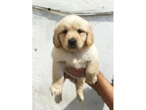 Dost canlısı golden retriever yavrular