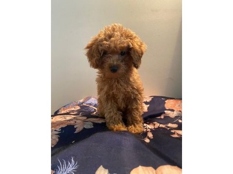 Toy poodle dişi