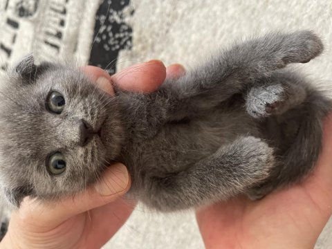 Güzeller güzeli yavrularımız scottish fold