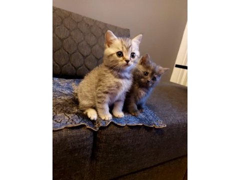 Anne altından silver british shorthair yavrumuz