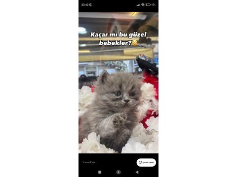 Gri british longhair ve beyaz shorthair yavrumuz